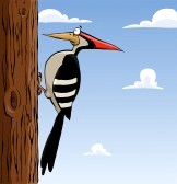 cartoon woodpecker