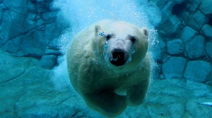 swimming_polar_bear